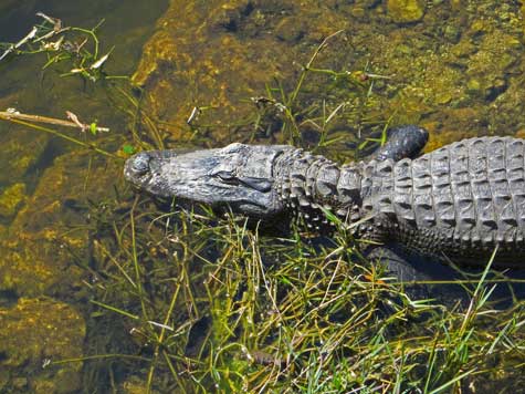 Crocodile in the Florida Everglades
